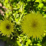 بيت خشبي Ecogites Camparols