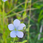 بيت خشبي Ecogites Camparols