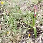 Ecogites Camparols بيت خشبي *