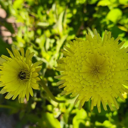 אכסניה Ecogites Camparols