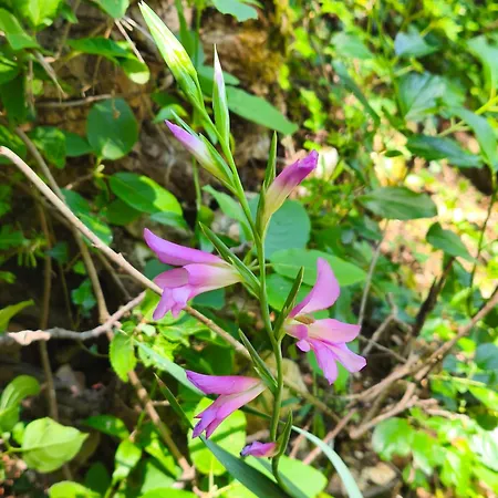 Ecogites Camparols * Prémian