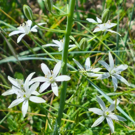 Ecogites Camparols אכסניה *