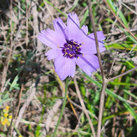 Ecogites Camparols אכסניה Prémian