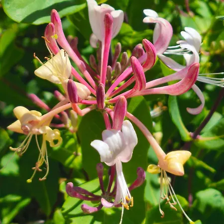 Ecogites Camparols אכסניה Prémian