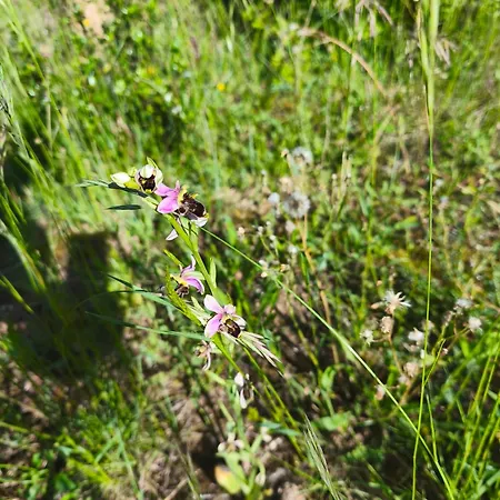 אכסניה Ecogites Camparols *