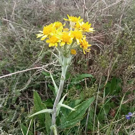 Ecogites Camparols * Prémian