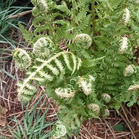 Lodge Ecogites Camparols