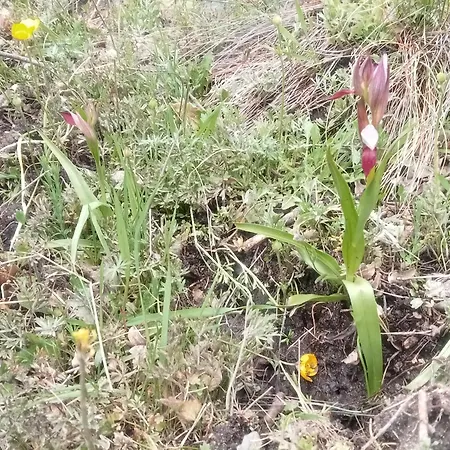 Ecogites Camparols אכסניה *