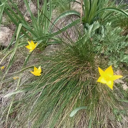 Ecogites Camparols Lodge