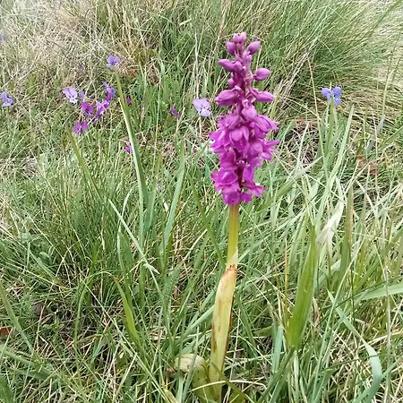 אכסניה Ecogites Camparols