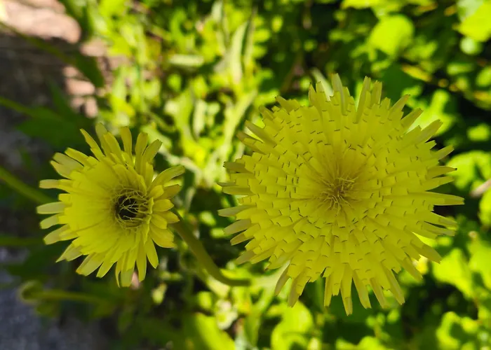 Lodge Ecogites Camparols