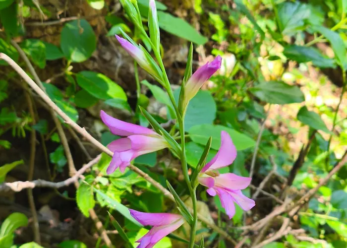 Ecogites Camparols * Prémian