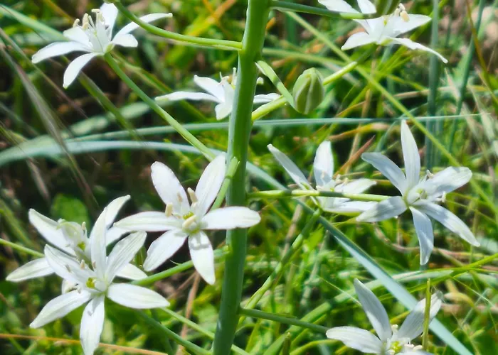 Ecogites Camparols Lodge *