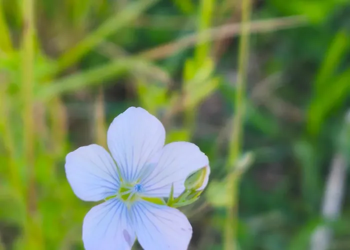 Lodge Ecogites Camparols