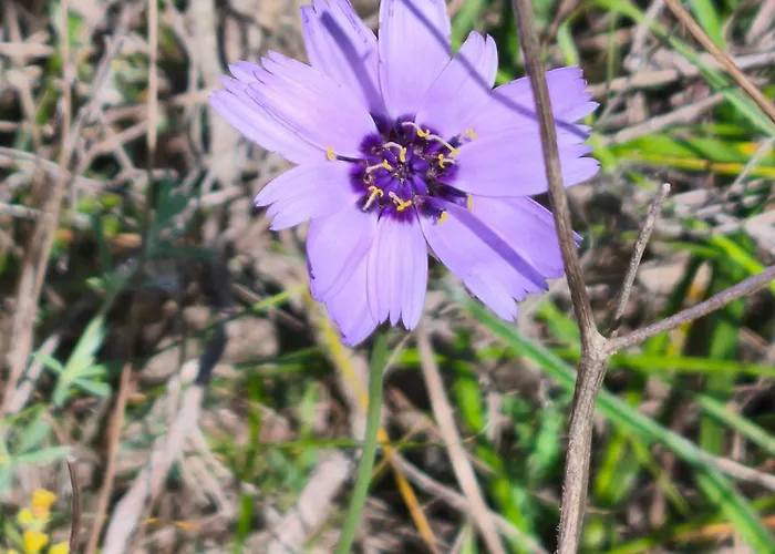 Ecogites Camparols Lodge Prémian