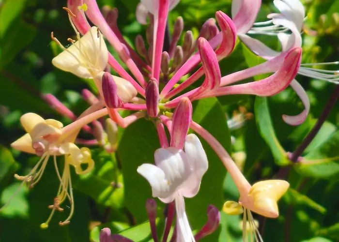 Ecogites Camparols Lodge Prémian