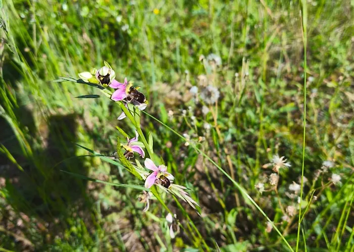 Lodge Ecogites Camparols *