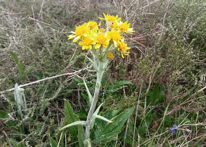 Ecogites Camparols * Prémian