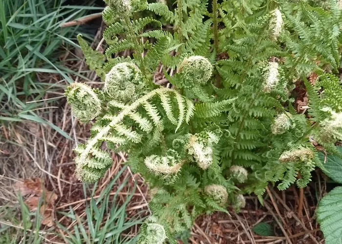 Lodge Ecogites Camparols