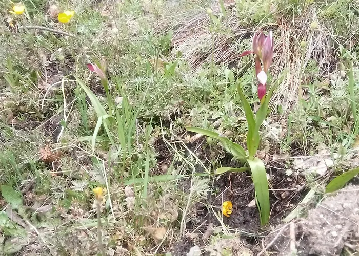 Ecogites Camparols Lodge *