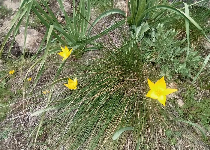 Ecogites Camparols Lodge