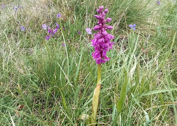 Lodge Ecogites Camparols